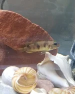 SHell1.jpg SHell1.jpg