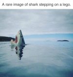 shark-lego.jpg