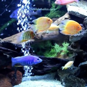 tropical-cichlid-pictures.jpg
