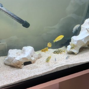 Cichlid Aquarium-004
