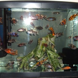 20-gallon-aquarium-002.JPG